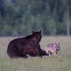 Bär und Wolf: Wer bestimmt den Kampf ?