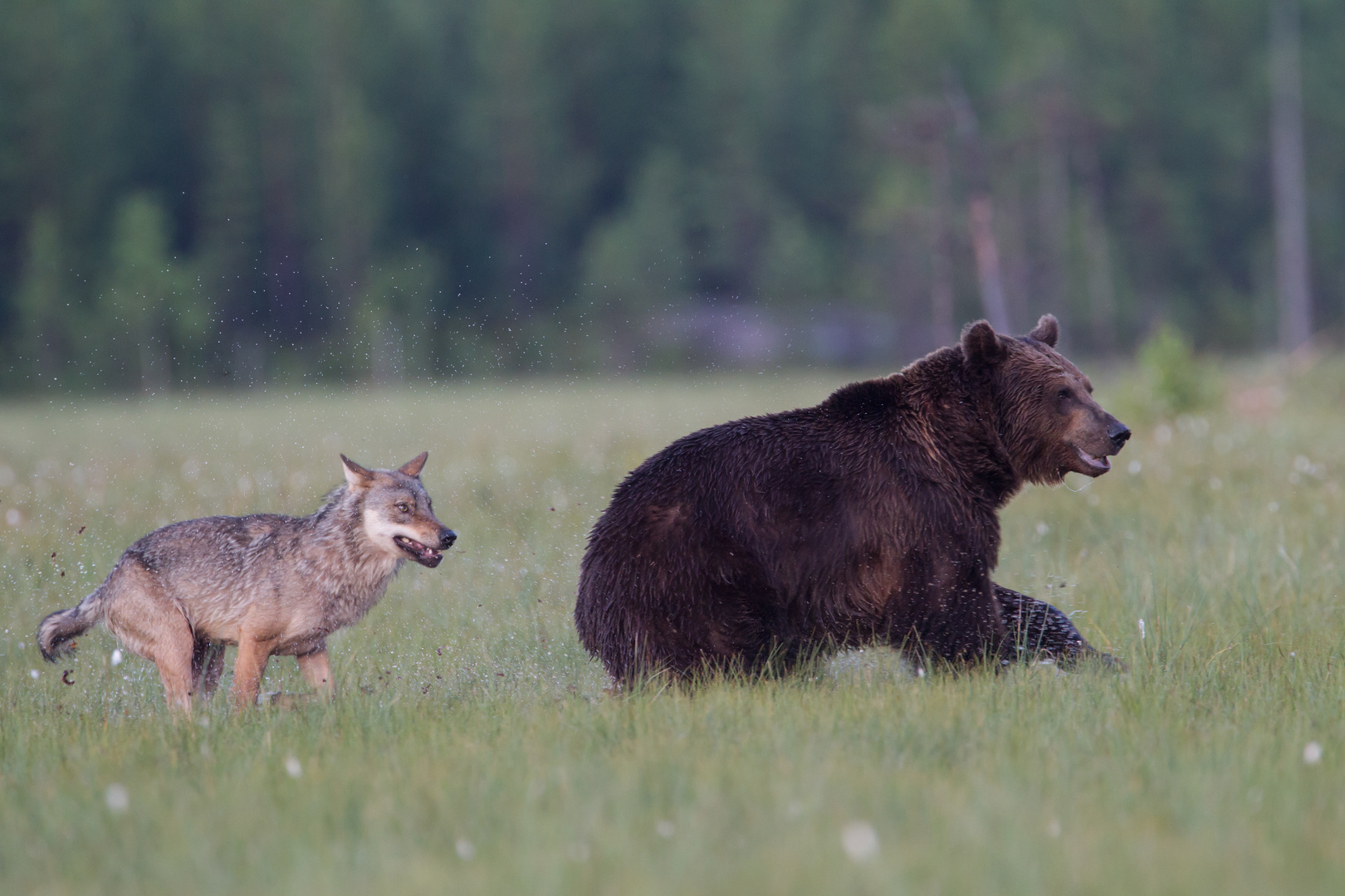 Bär und Wolf: Wer ist schneller ?