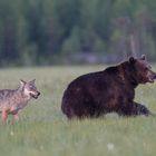 Bär und Wolf: Wer ist schneller ?