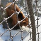 Bär unter der Netzbrücke im Fluss