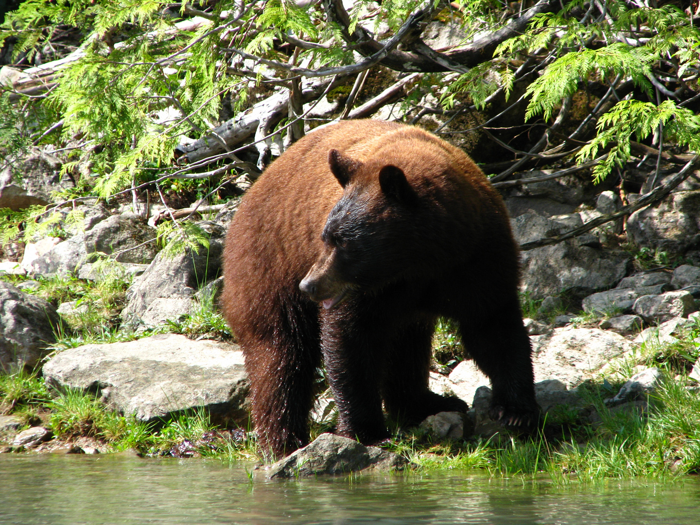 Bär (Wer stört?)