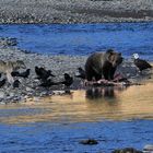 Bär, Wolf und Adler