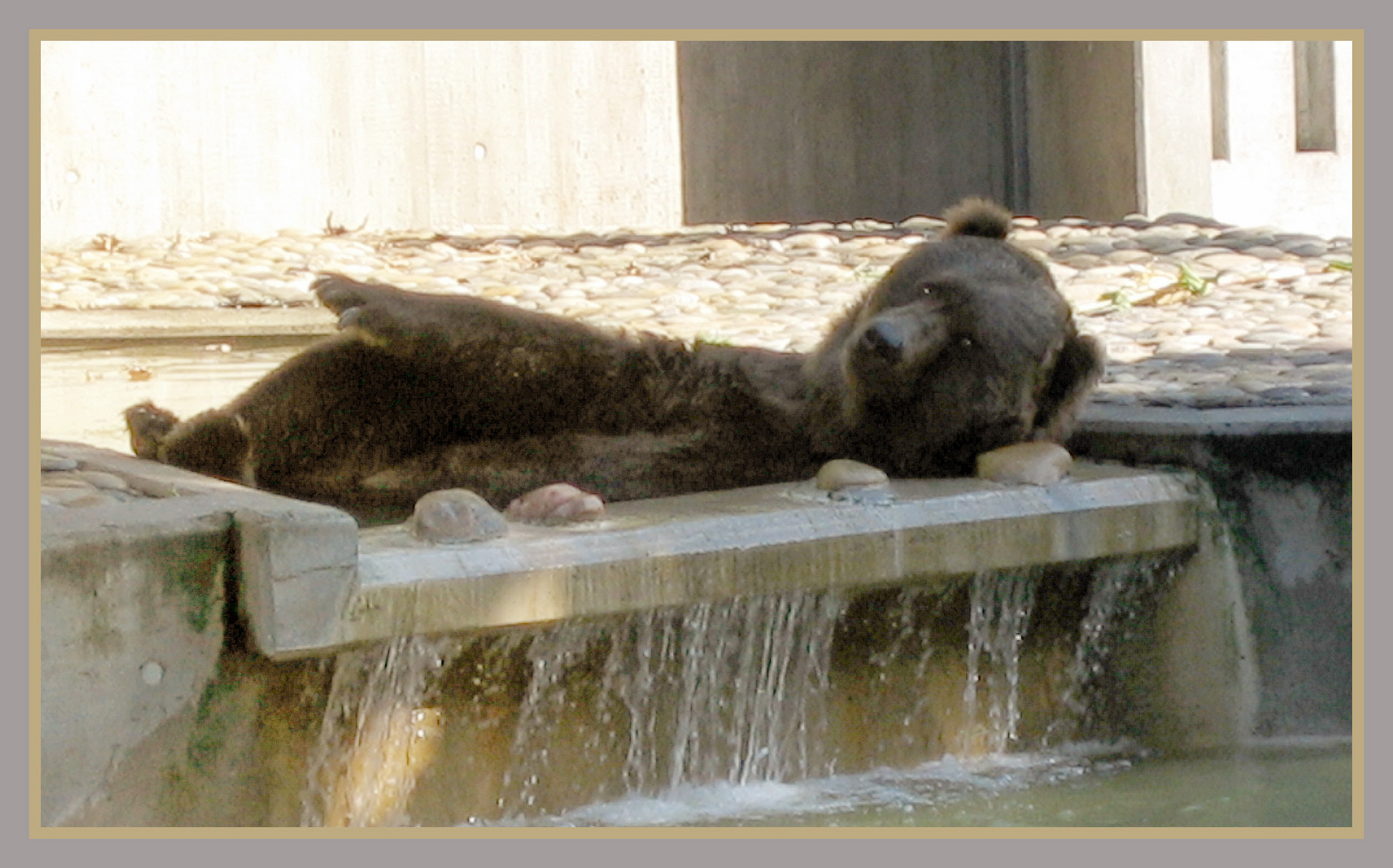 Bär - Zoo-Duisburg