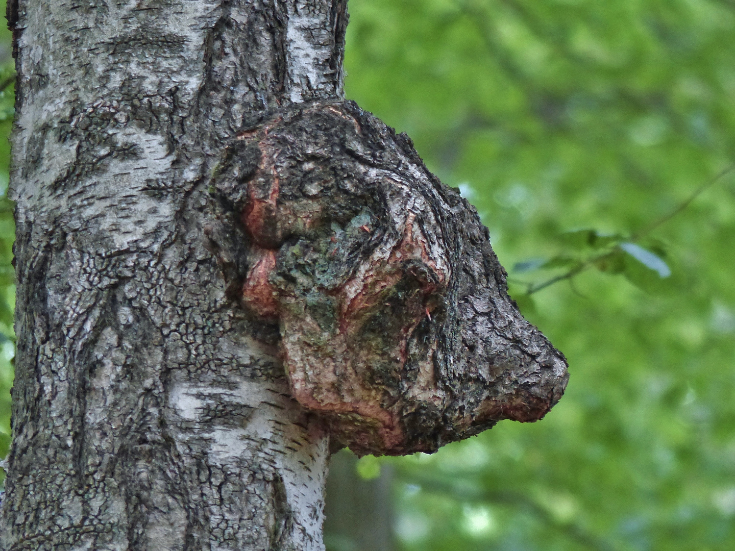 Bärbaum