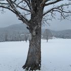 Bärbaum im Schnee