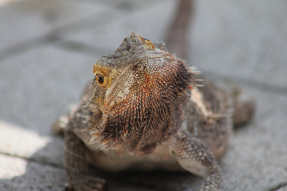 Bärbel im Garten 2