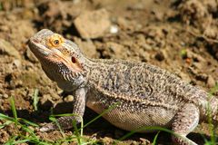 Bärbel im Garten