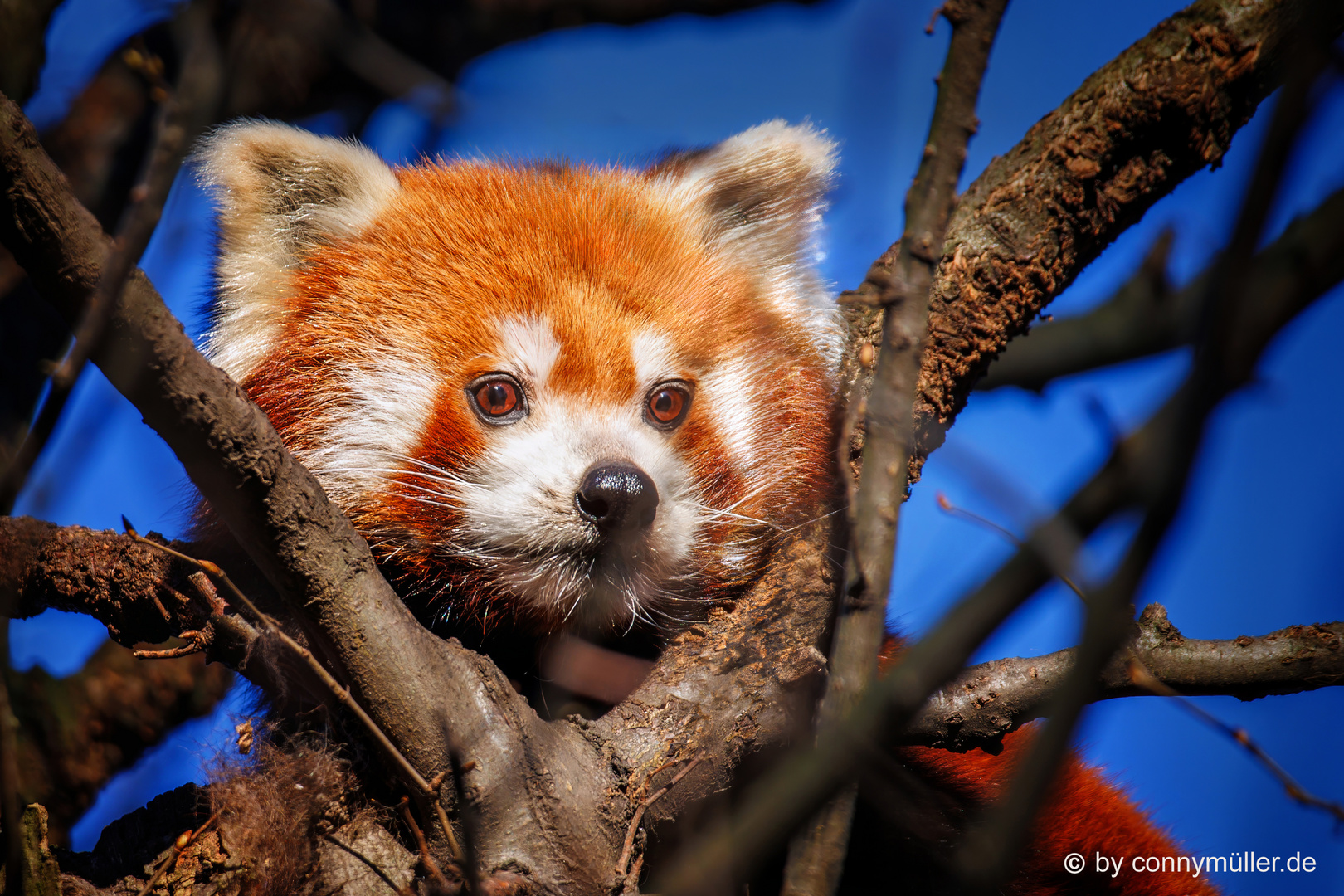 Bärchen Foto &amp; Bild | tierisch, ailurus, kleine pandas Bilder auf ...