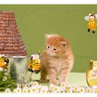 Bärchen auf Honigsuche