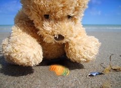 Bärchen findet einen Schatz am Strand