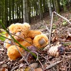 Bärchen hat den ersten Pilz gefunden