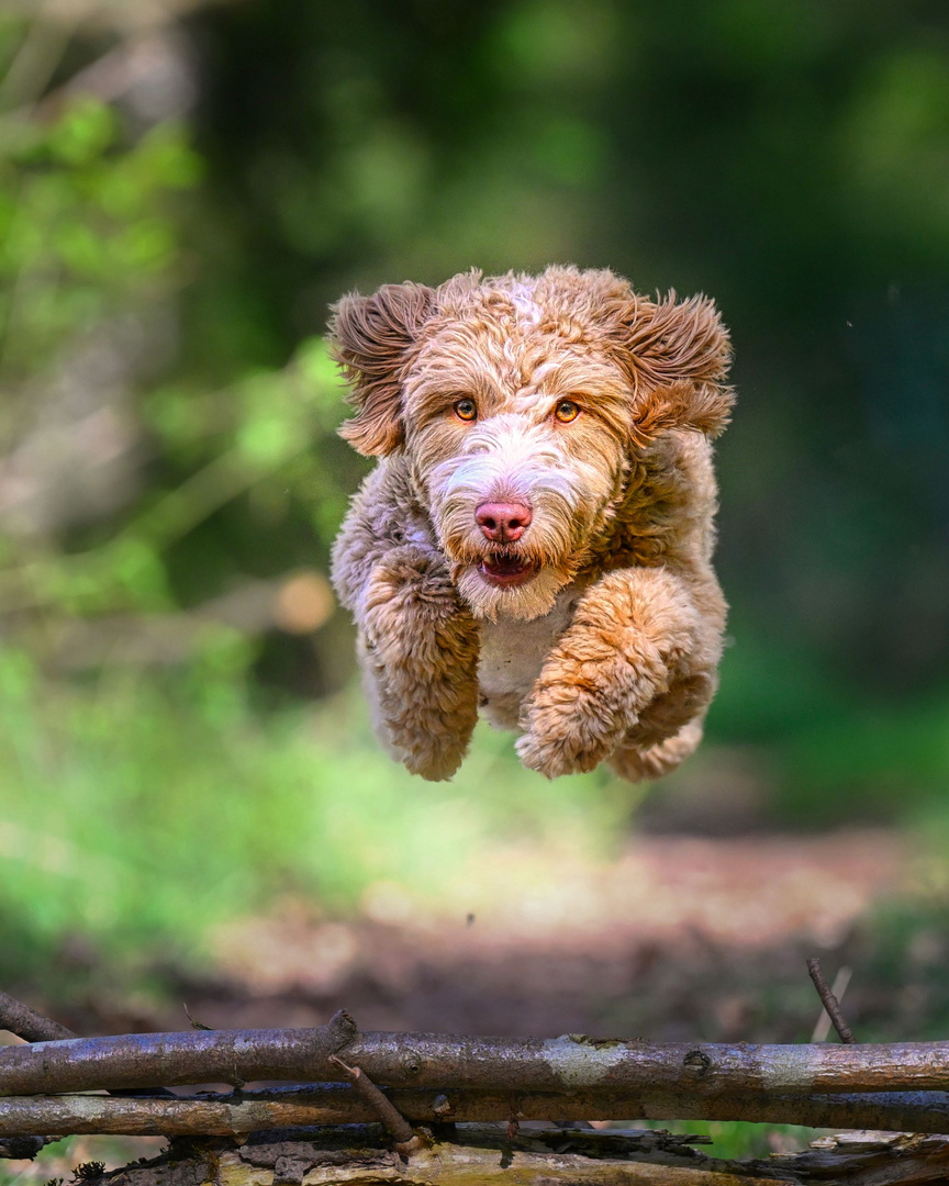 Bärchen im Anflug!