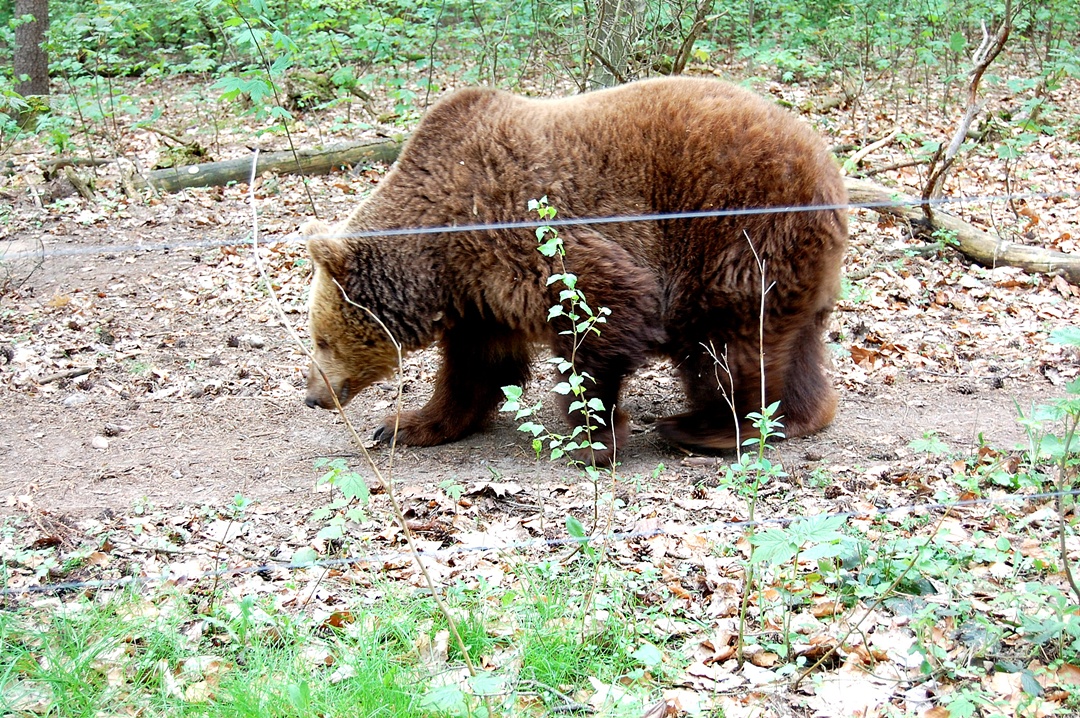 Bärchen Müritz