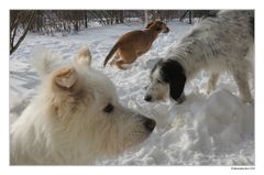 Bärchen, Punk und Borschti im Garten