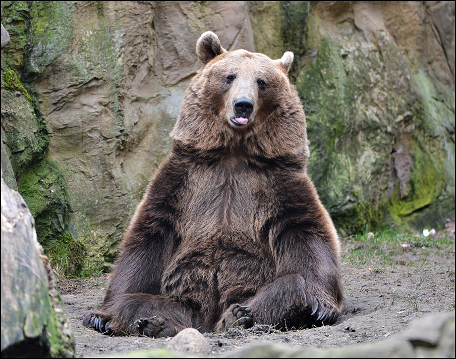 Bärchen YOGA :-)