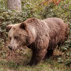 baer.de  Bären im Schwarzwald