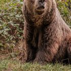 baer.de  Bären im Schwarzwald