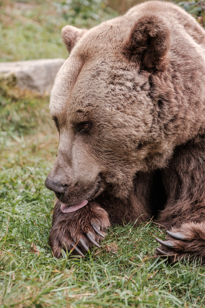 baer.de Bären im Schwarzwald