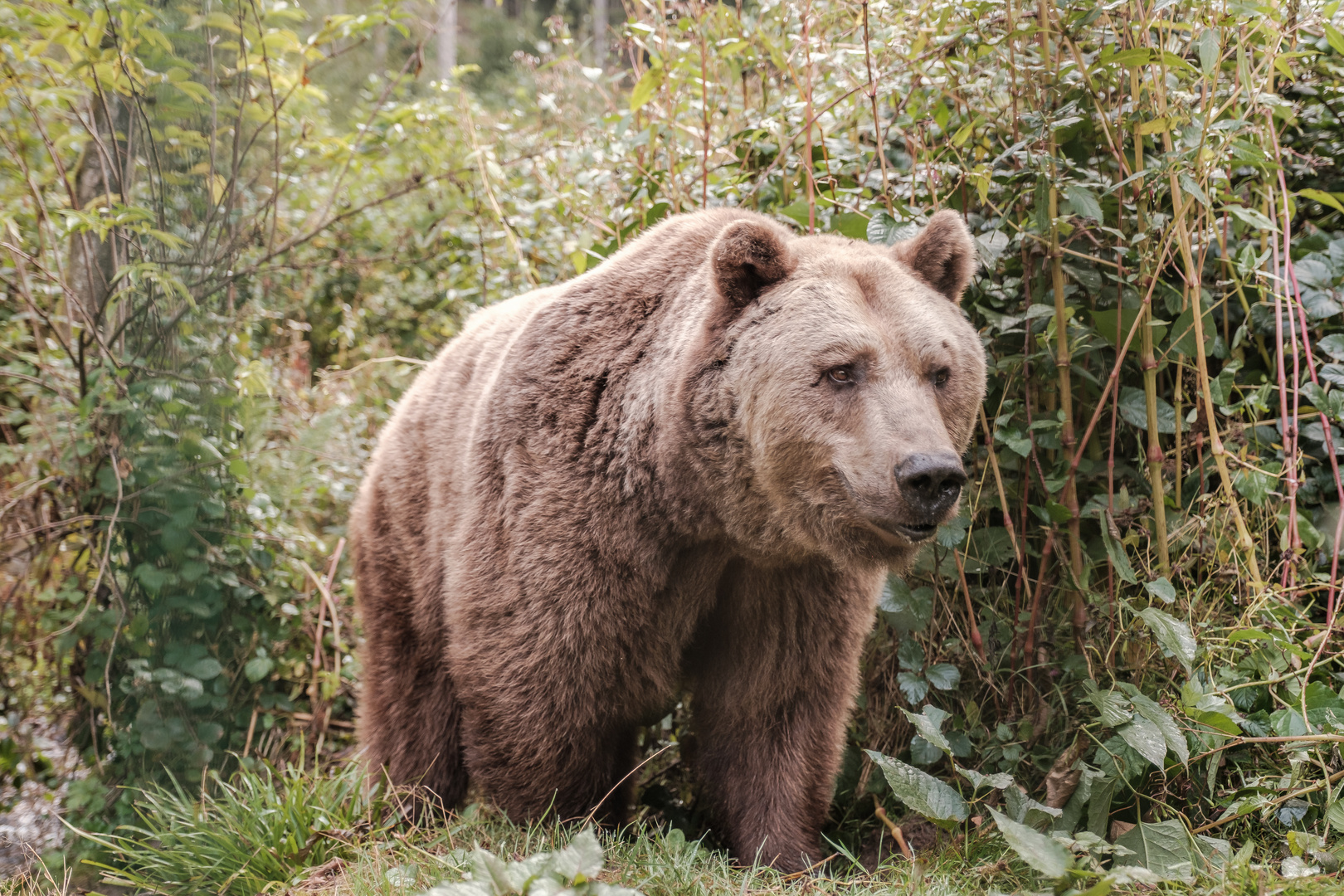 baer.de  Bären im Schwarzwald