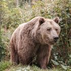 baer.de  Bären im Schwarzwald