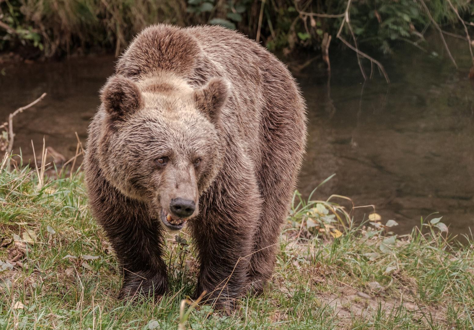 baer.de  Bären im Schwarzwald