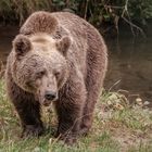 baer.de  Bären im Schwarzwald