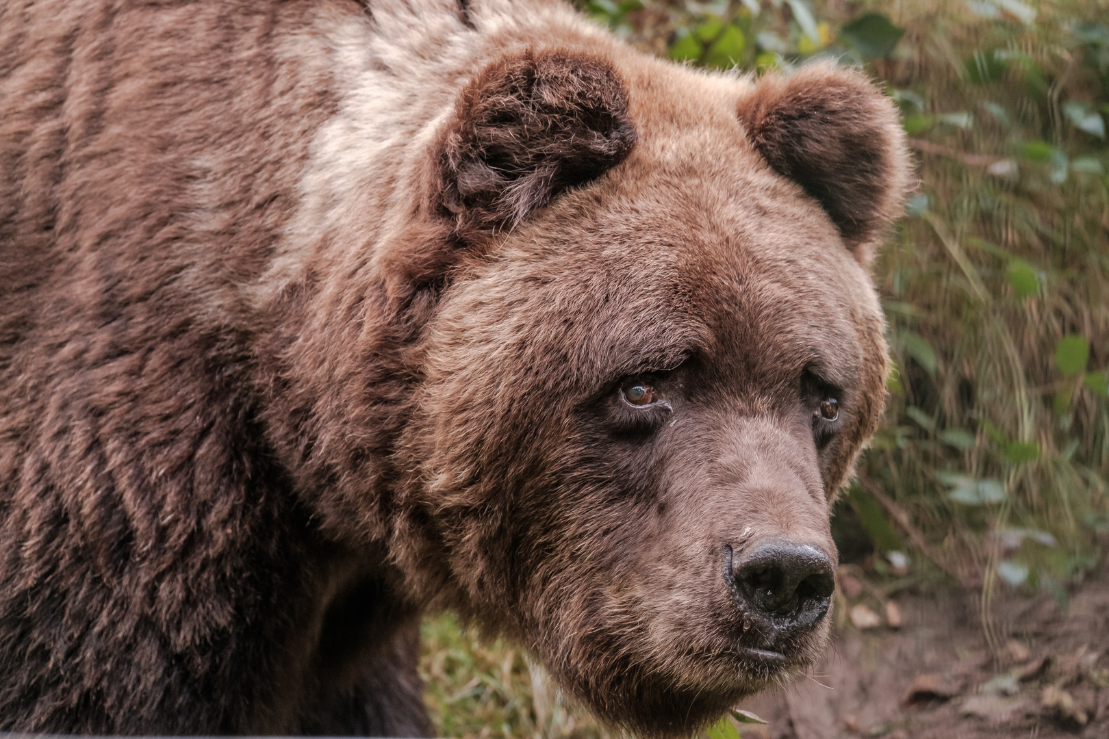 baer.de Bären im Schwarzwald