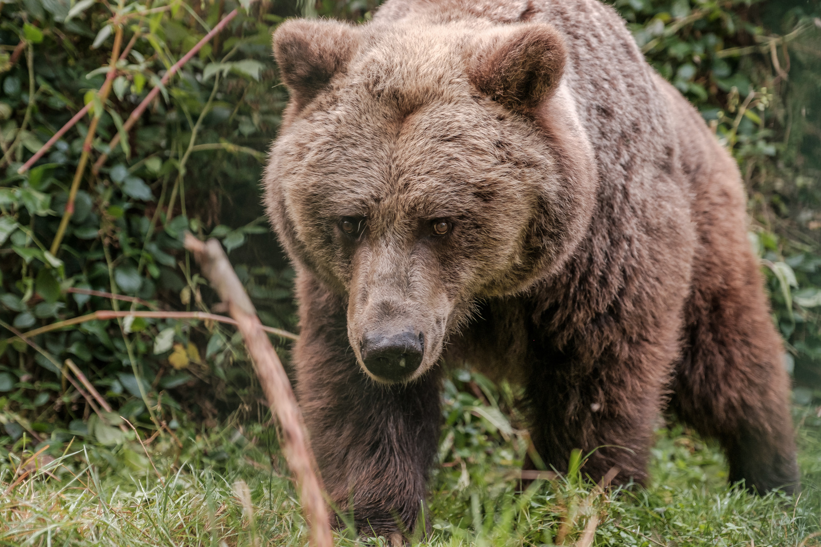 baer.de Bären im Schwarzwald