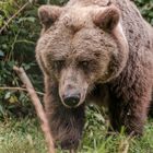 baer.de Bären im Schwarzwald