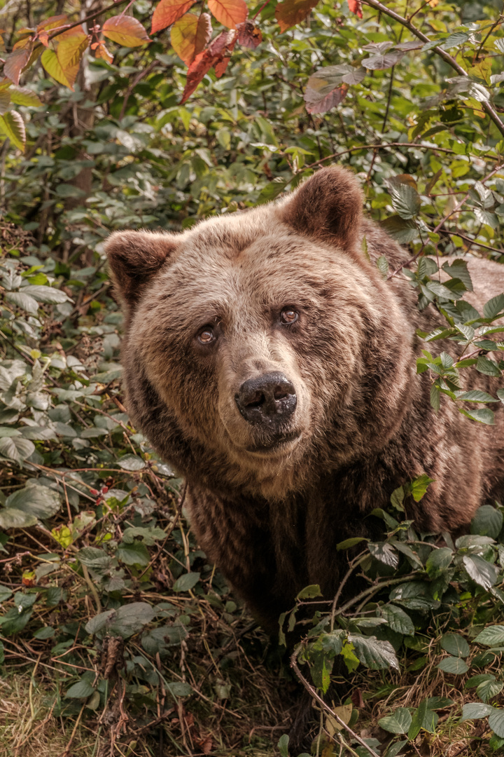 baer.de  Bären im Schwarzwald