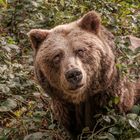 baer.de  Bären im Schwarzwald