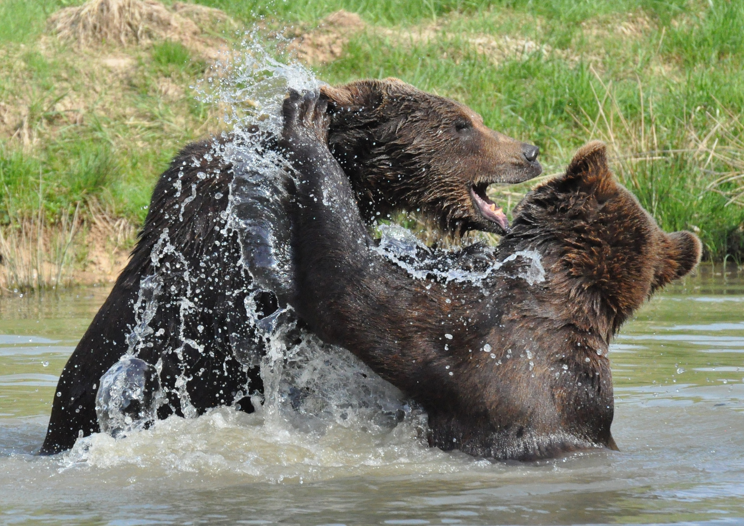 Bären 04: Wasserspiele