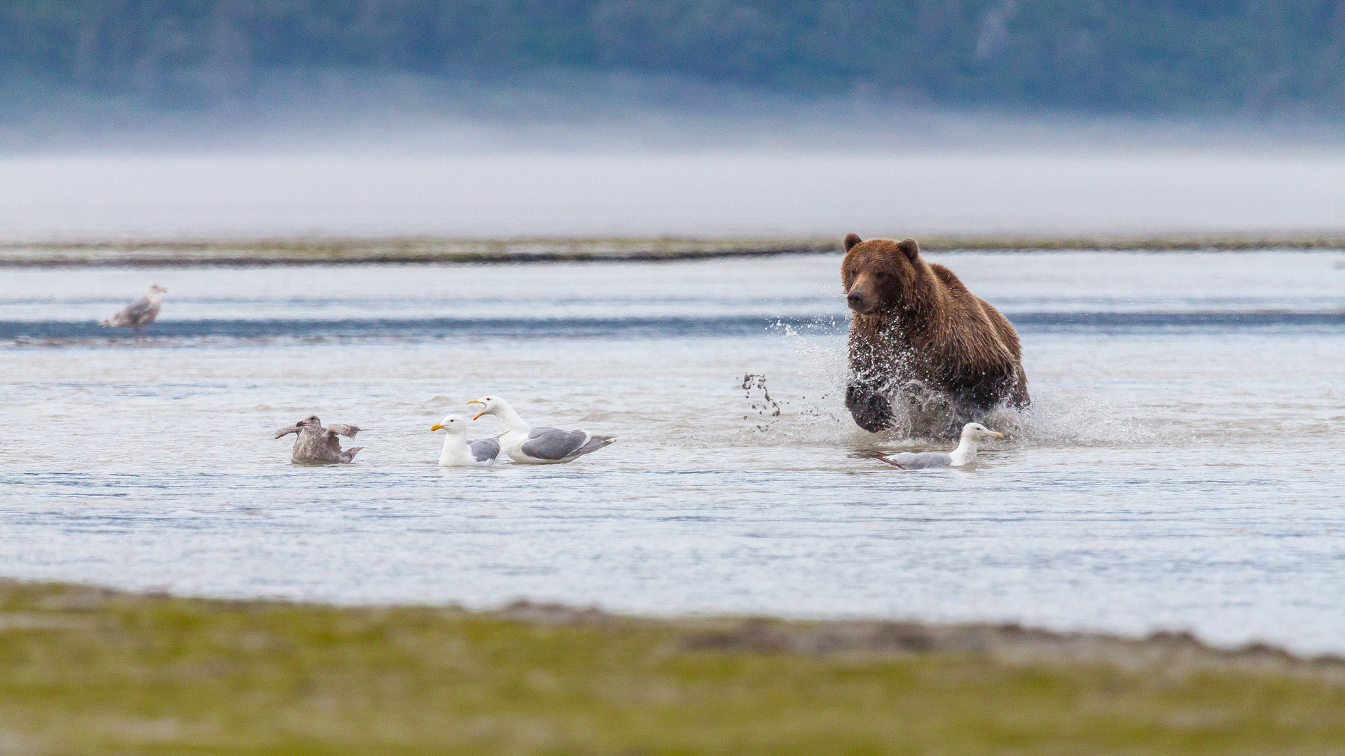 Bären, Alaska Chinitna Bay