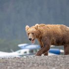 Bären, Alaska Chinitna Bay