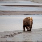 Bären, Alaska Chinitna Bay