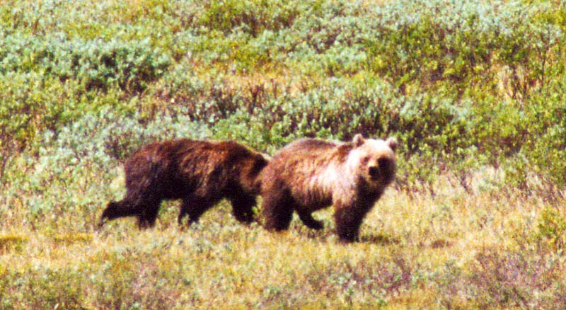 Bären am Icefield Parkway