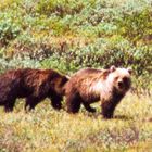 Bären am Icefield Parkway