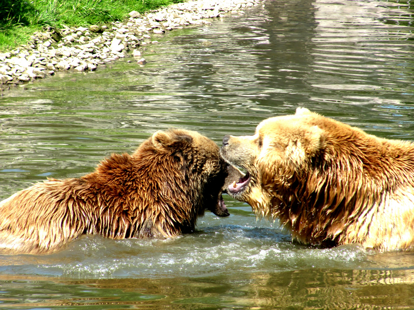 Bären beim Spielen