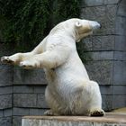 Bären-Dancing