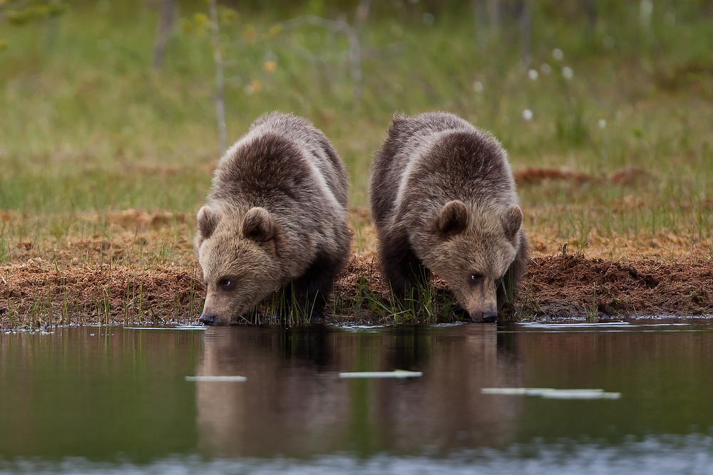 Bären-Durst - dass uns bloss keiner den Teich austrinkt.