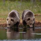 Bären-Durst - dass uns bloss keiner den Teich austrinkt.