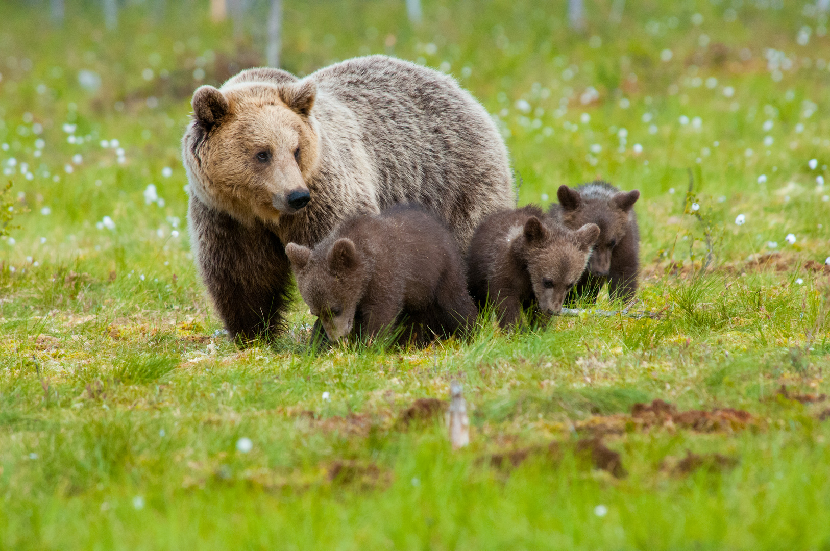 Bären Gross Familie