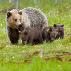 Bären Gross Familie