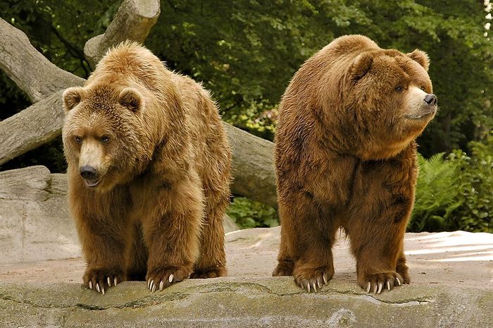 Baeren im Doppelpack