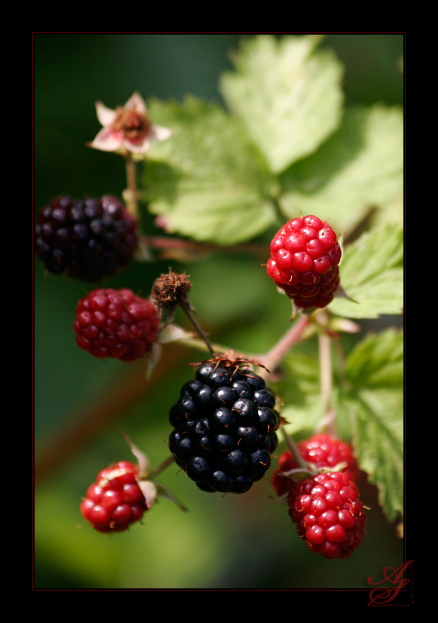 BÄREN im Garten