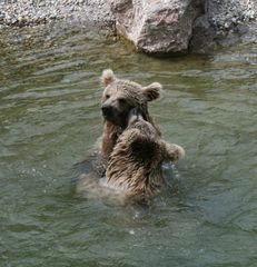 Bären im Tierpark Goldau