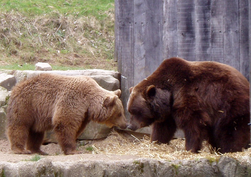 Bären im Tierpark Olderdissen