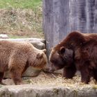 Bären im Tierpark Olderdissen