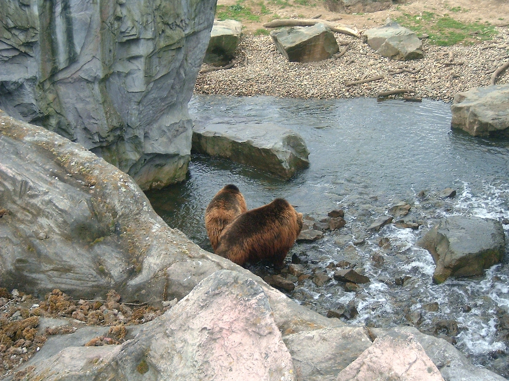 Bären im Zoom Gelsenkirchen