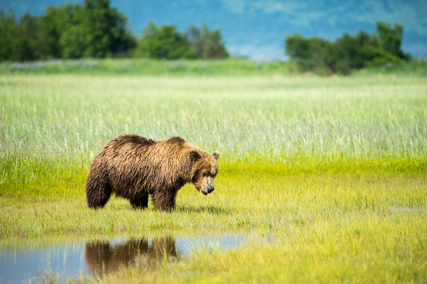 Bären in Alaska
